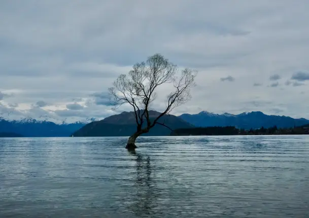 tree in the middle of a mountain lake